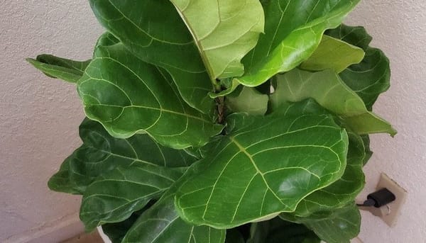 Plant soil moisture sensor
